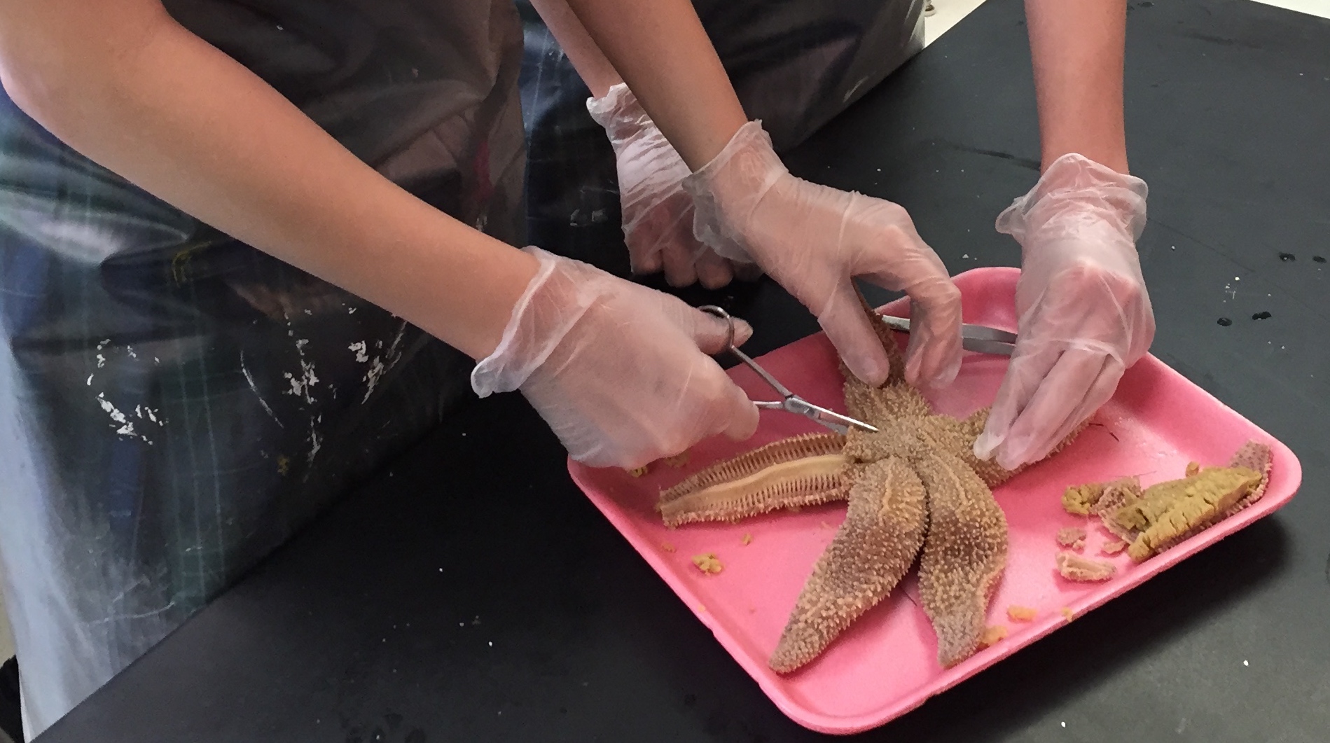 Up Close Look at Starfish